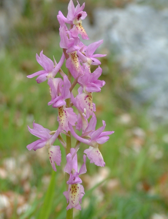 Orchis x colemanii (ibrido: Or. mascula x Or. pauciflora)